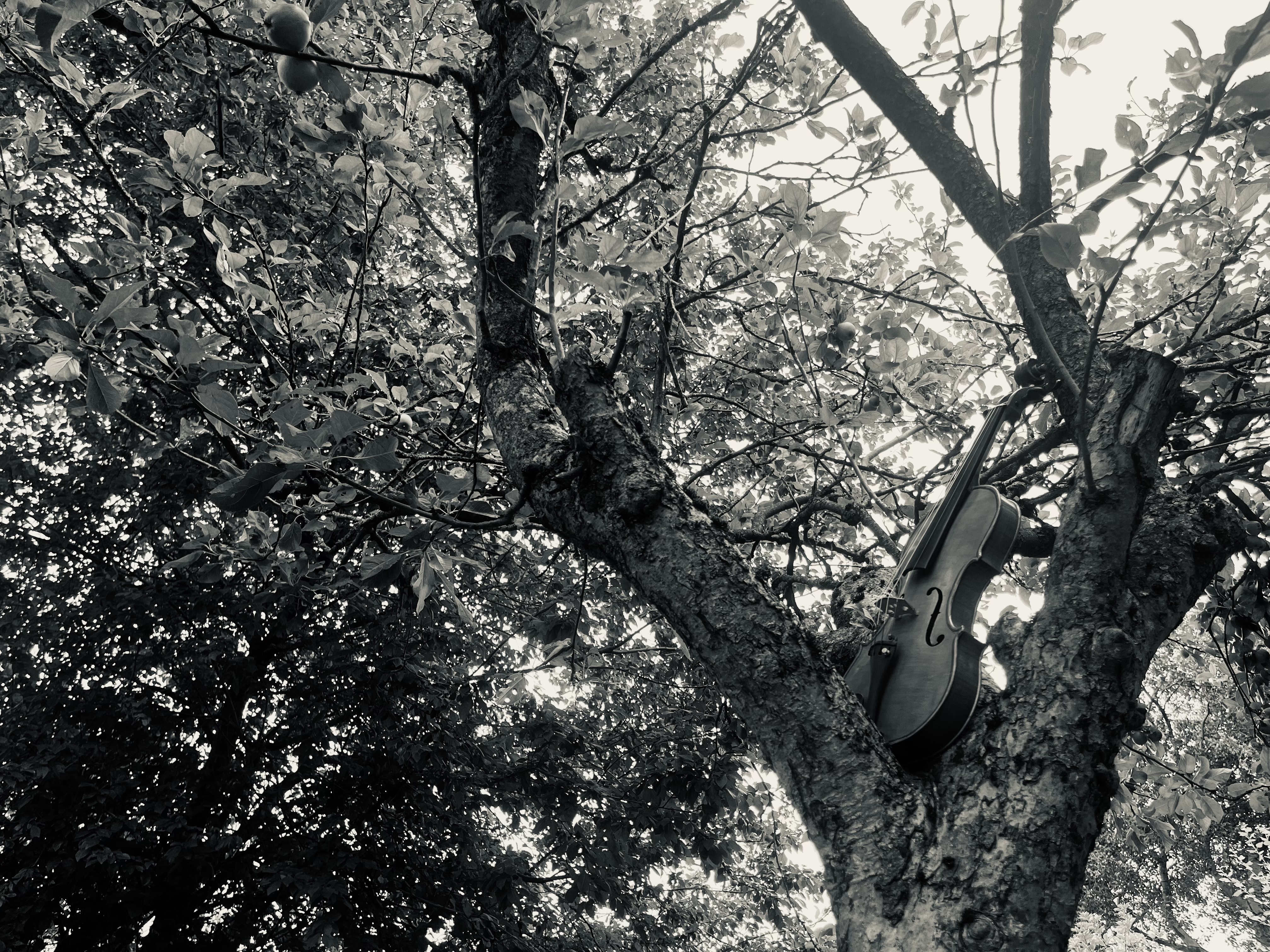 MUSICON Concert - James Weeks: weatherworld quartets